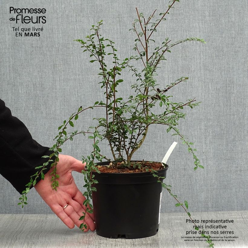 Azara microphylla - Mimosa du Chili Pot de 2L/3L Ejemplar entregado en la primavera