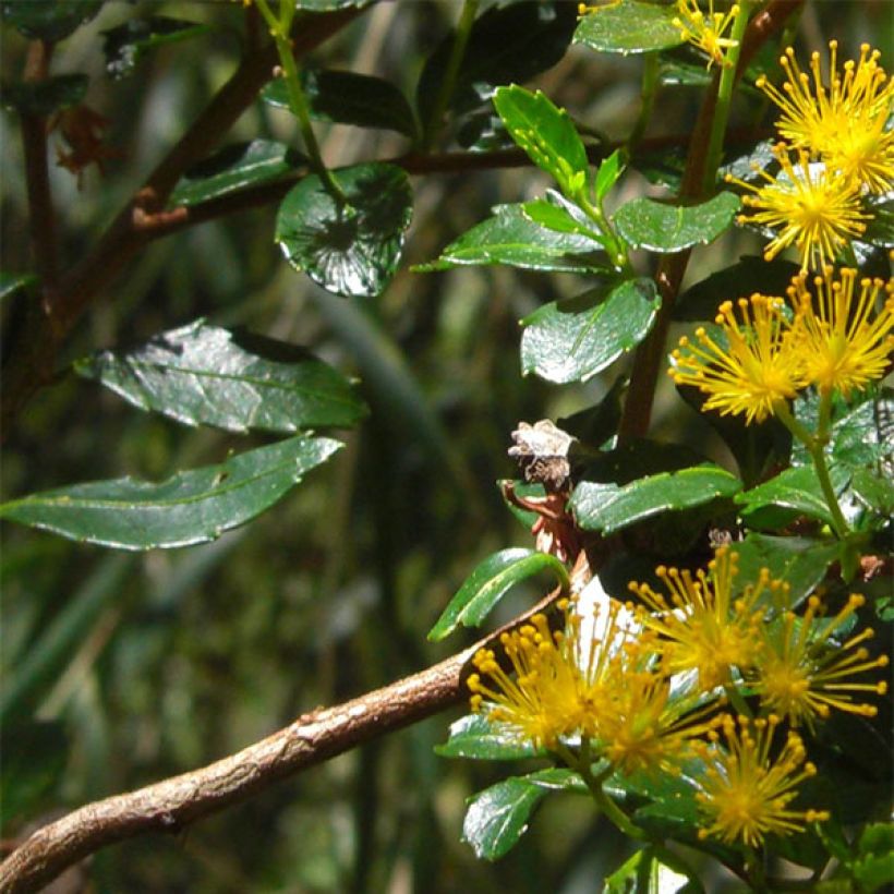 Azara serrata - Aroma de Castilla (Follaje)