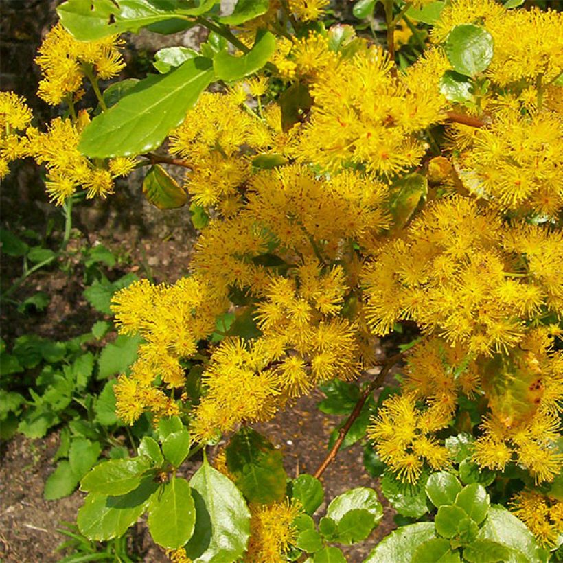 Azara serrata - Aroma de Castilla (Floración)