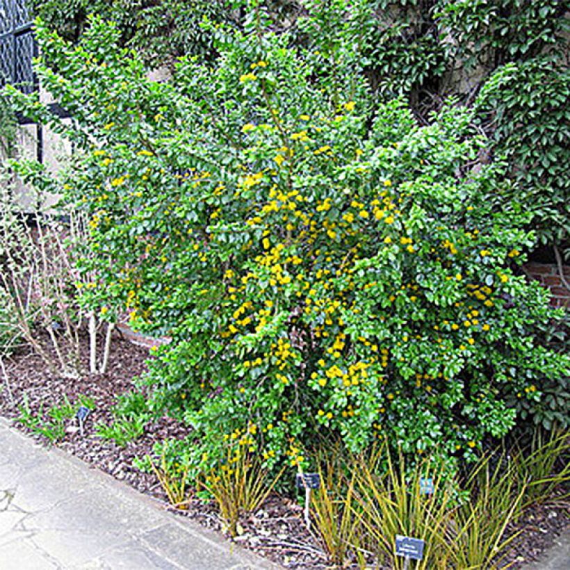 Azara serrata - Aroma de Castilla (Porte)