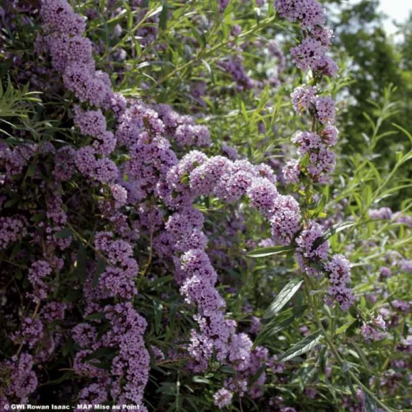 Buddleja alternifolia - Mariposa de hojas alternas (Floración)