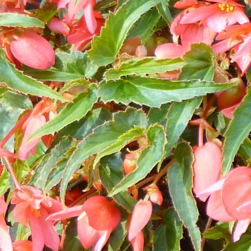 Begonia Summerwings Pink Elegance (Follaje)