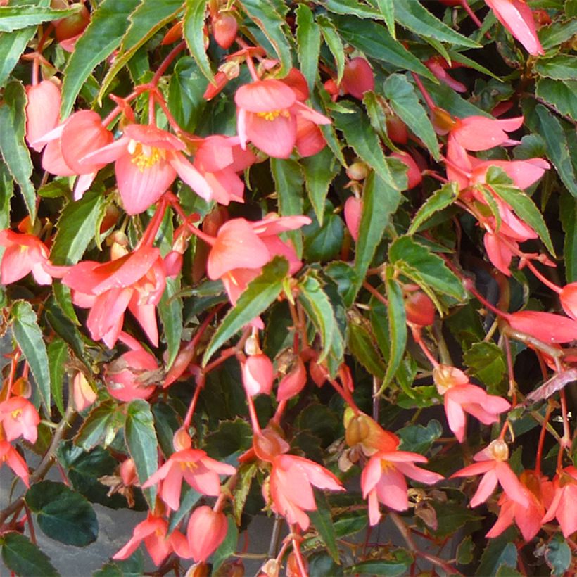 Begonia Summerwings Pink Elegance (Floración)