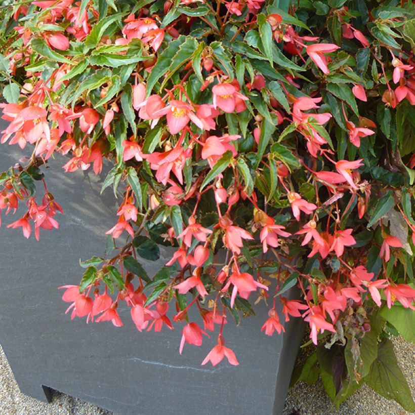 Begonia Summerwings Pink Elegance (Porte)