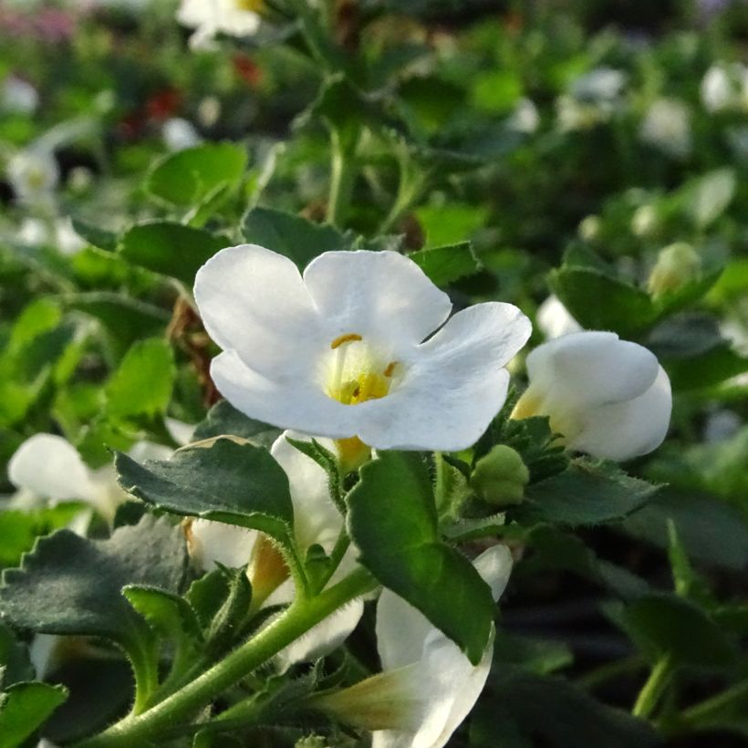 Bacopa Gulliver Dynamic White (Floración)