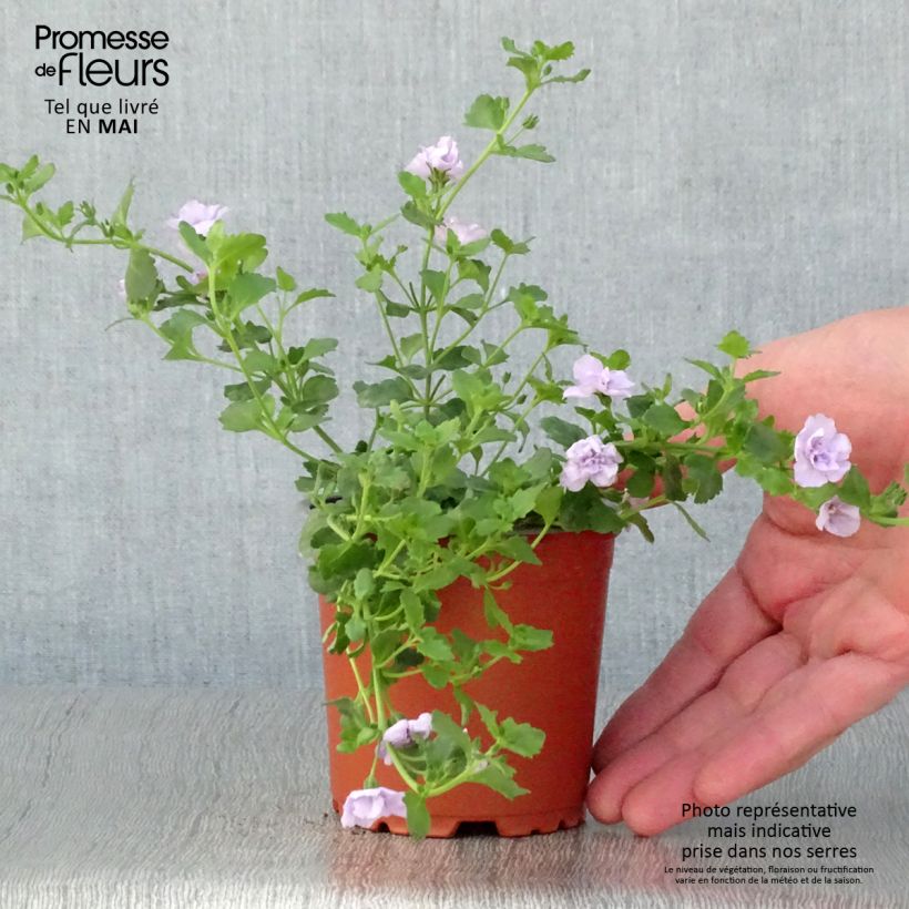 Bacopa Scopia Double Lavender - pot de 10/11cm Ejemplar entregado en la primavera