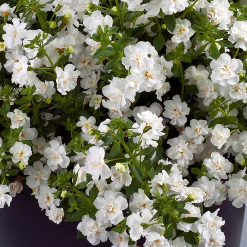 Bacopa Scopia Double Snowball (Follaje)