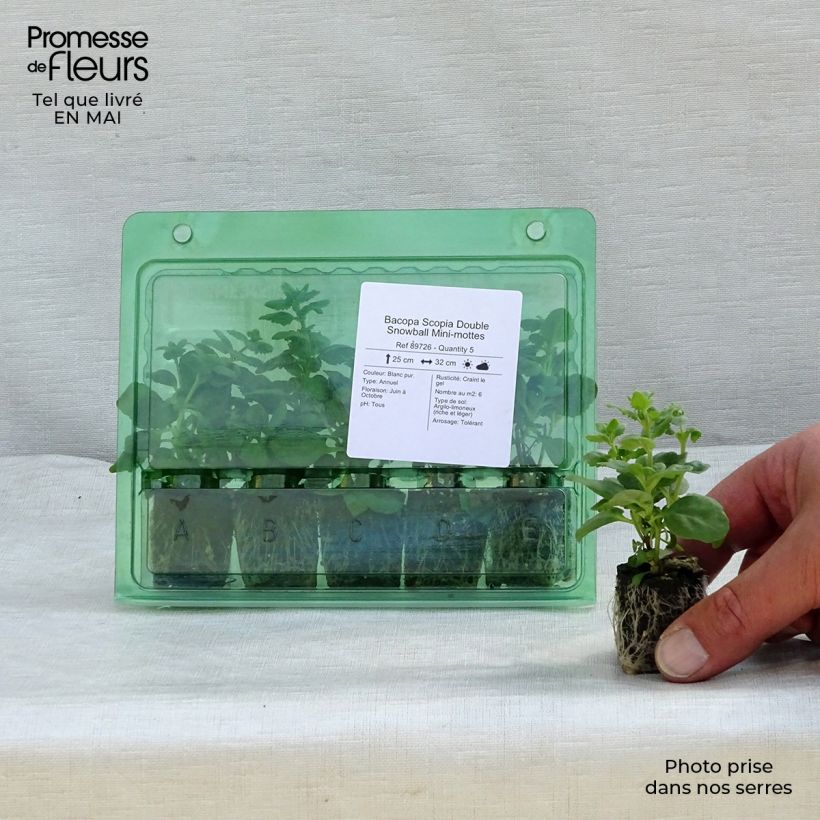 Bacopa Scopia Double Snowball Mini-mottes  Mini-motte 4 cm Ejemplar entregado en la primavera