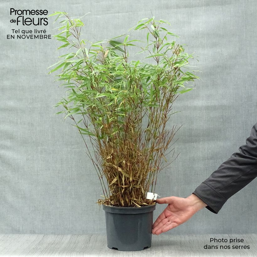 Ejemplar de Bambou - Fargesia rufa 60/80cm en pot de 5L entregado en otoño