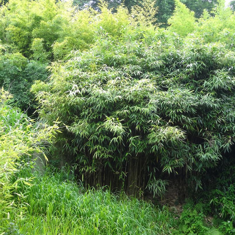 Phyllostachys bissetii - Bambú de Bisset (Porte)