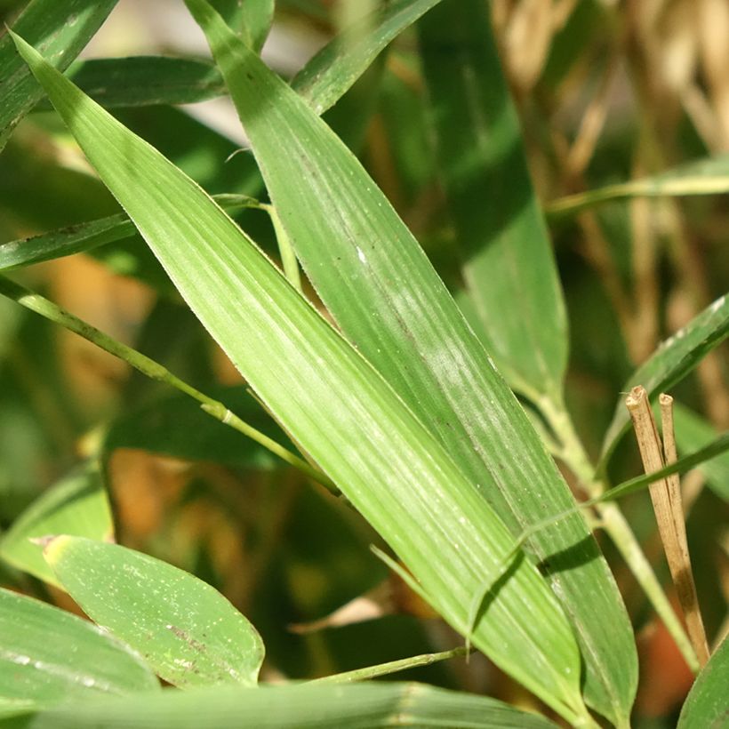 Phyllostachys aurea Koï - Bambú dorado (Follaje)