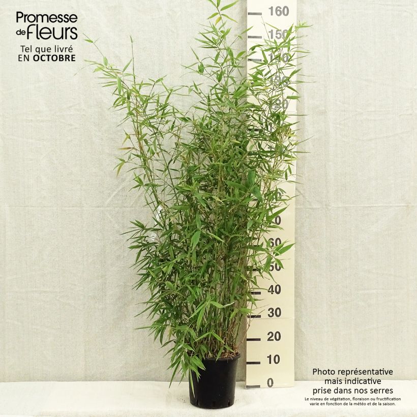 Ejemplar de Bambou doré - Phyllostachys aurea pot de 5L 100+cm entregado en otoño