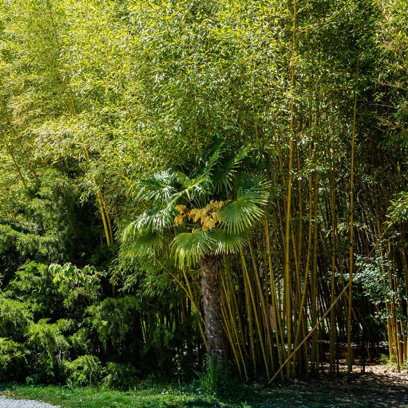 Phyllostachys aureosulcata Aureocaulis - Bambú (Porte)