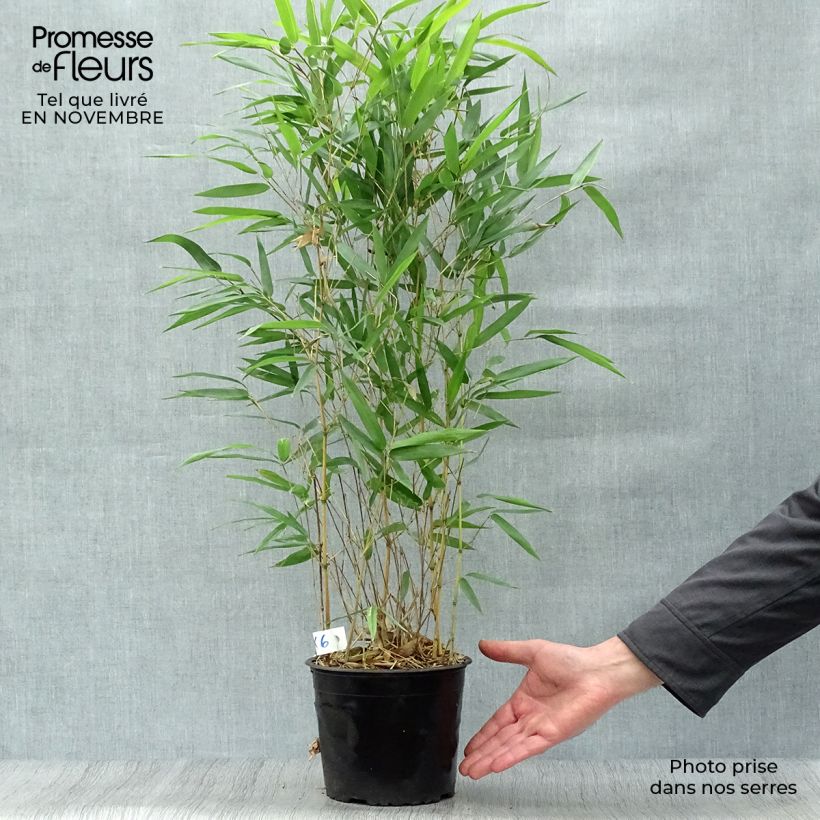 Ejemplar de Bambou jaune - Phyllostachys aureosulcata Aureocaulis pot de 2L/3L 60/80cm entregado en otoño