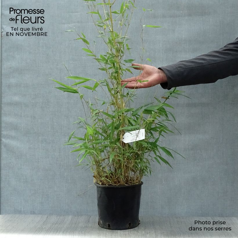 Ejemplar de Bambou jaune - Phyllostachys aureosulcata Aureocaulis pot de 4/5L 150/175cm entregado en otoño