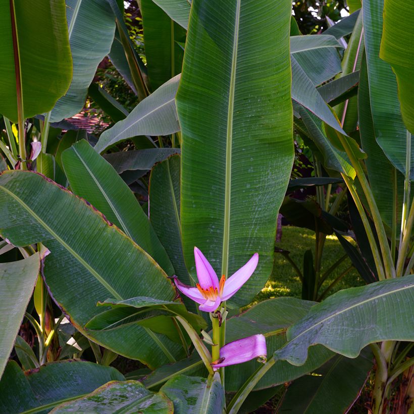 Musa velutina - Plátana rosa (Follaje)