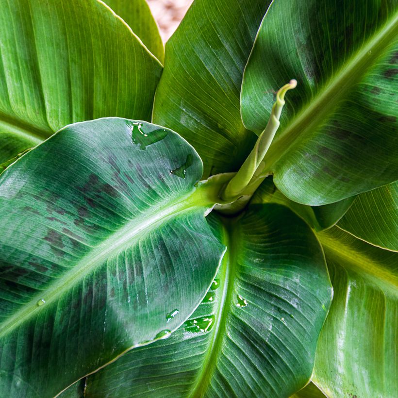 Musa acuminata Dwarf Cavendish - Platanera canaria (Follaje)