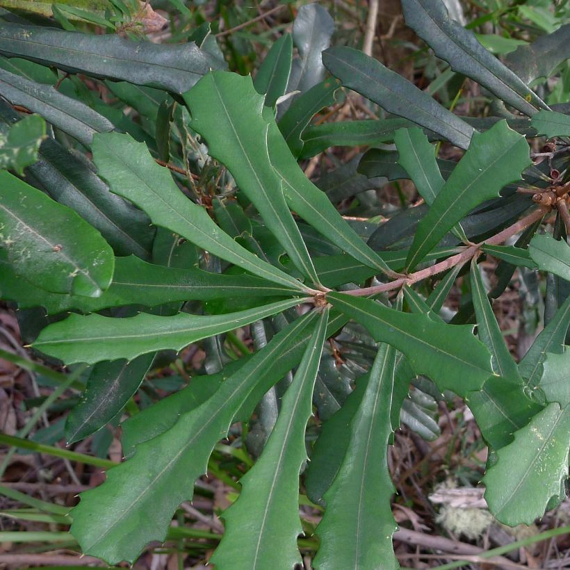 Banksia integrifolia (Follaje)