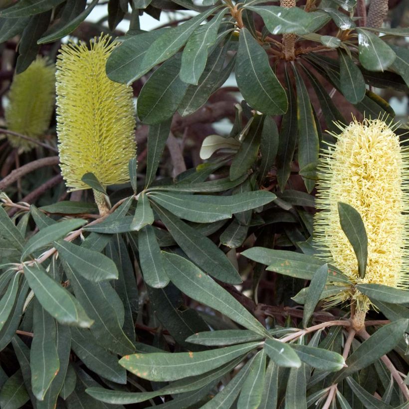 Banksia integrifolia (Floración)