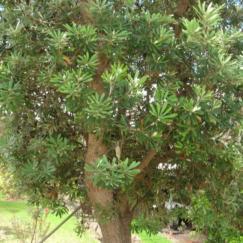 Banksia integrifolia (Porte)