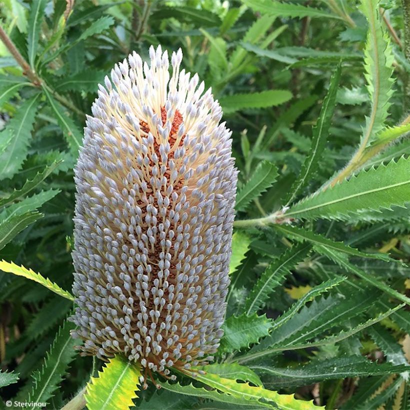 Banksia serrata (Floración)