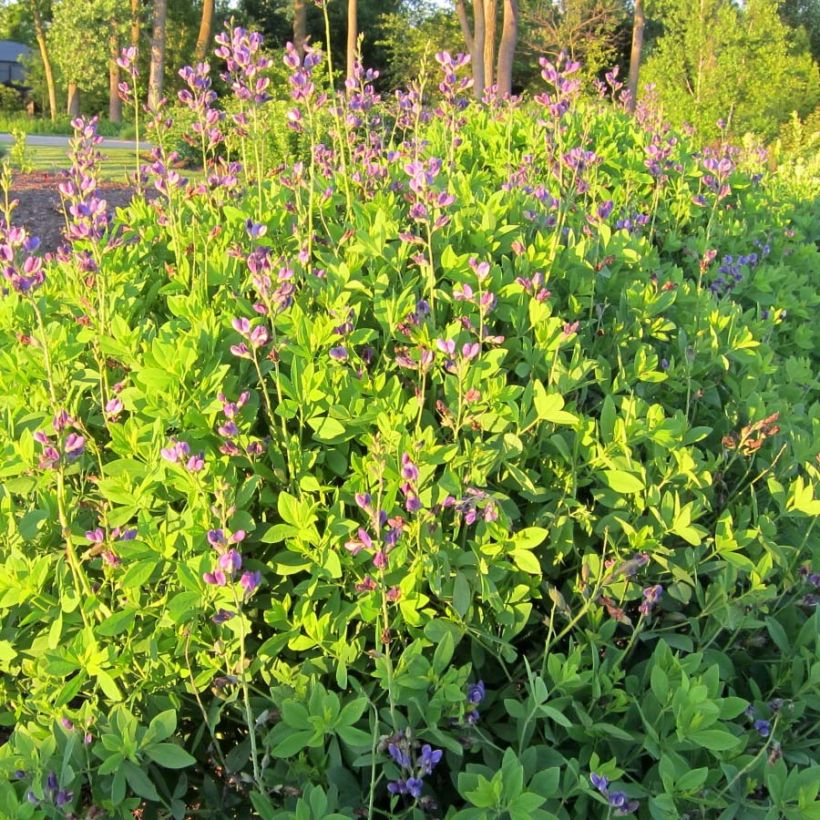 Baptisia Decadence Blueberry Sundae (Porte)