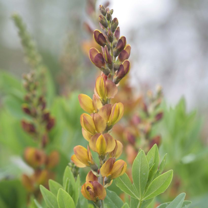 Baptisia Brownie Points (Floración)