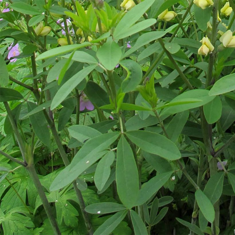 Baptisia Carolina Moonlight (Follaje)