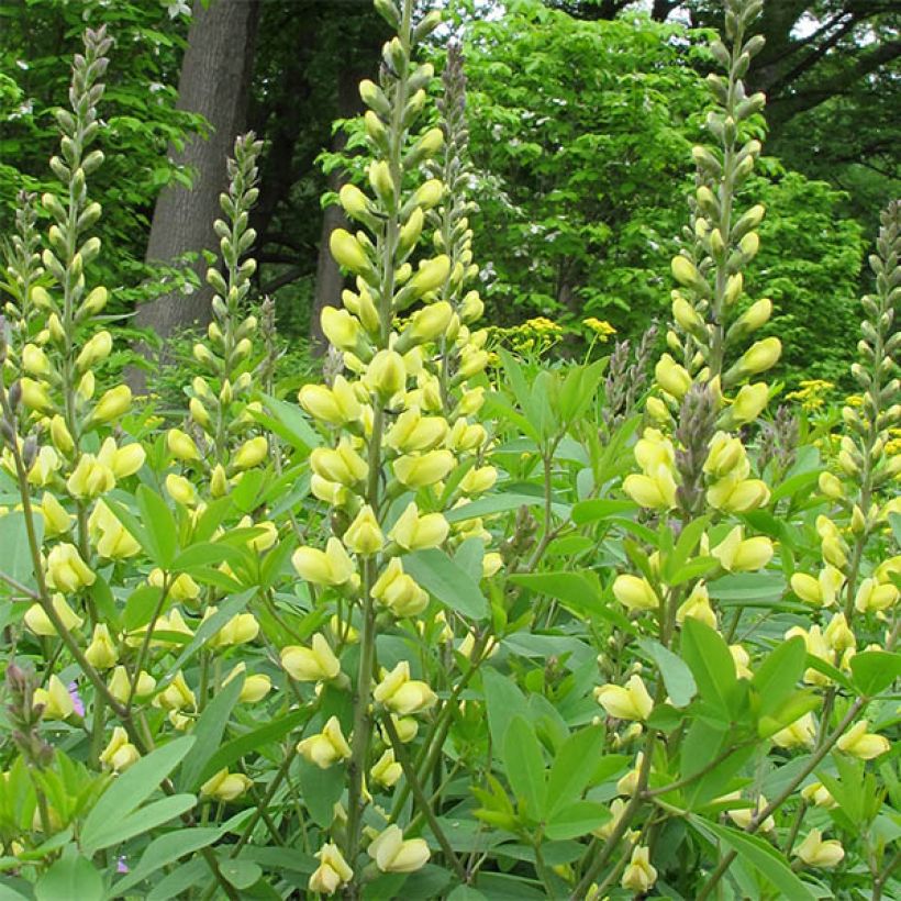 Baptisia Carolina Moonlight (Floración)