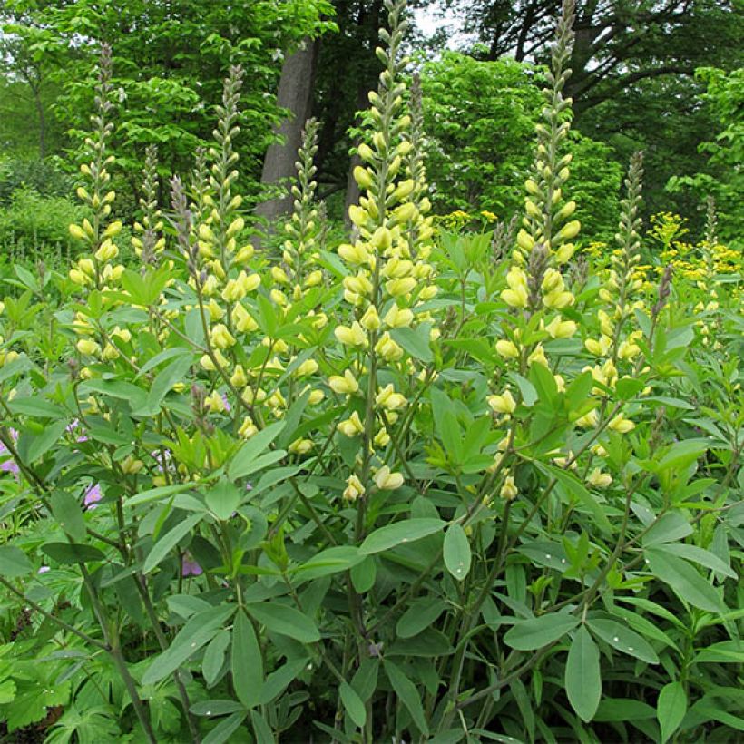 Baptisia Carolina Moonlight (Porte)