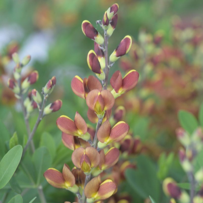 Baptisia Cherries Jubilee (Floración)