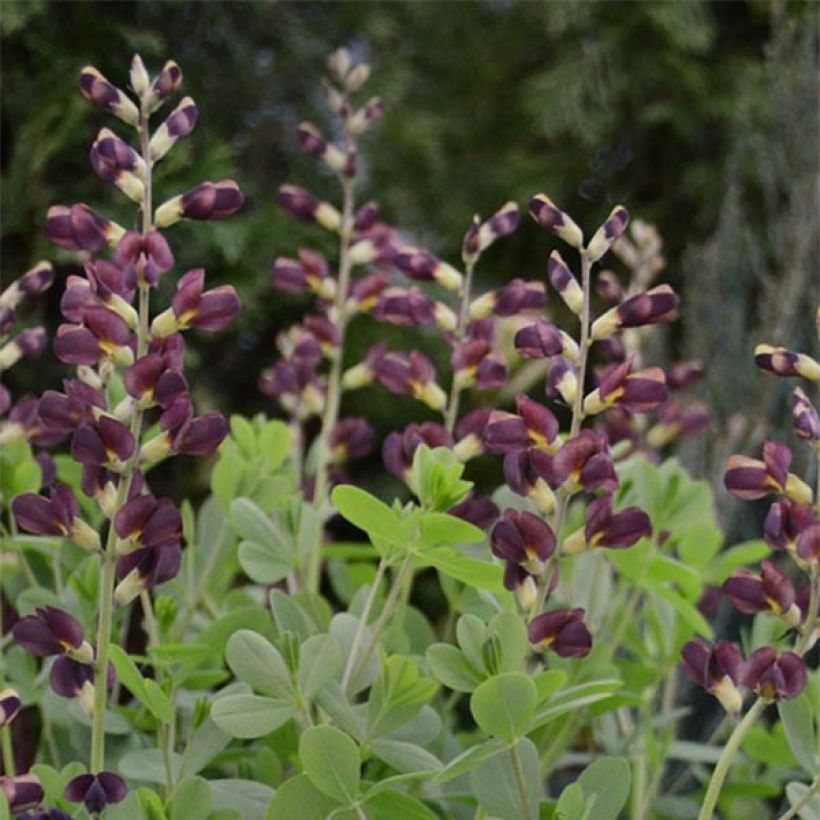 Baptisia Decadence Dutch Chocolate (Floración)