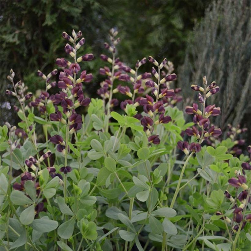 Baptisia Decadence Dutch Chocolate (Porte)