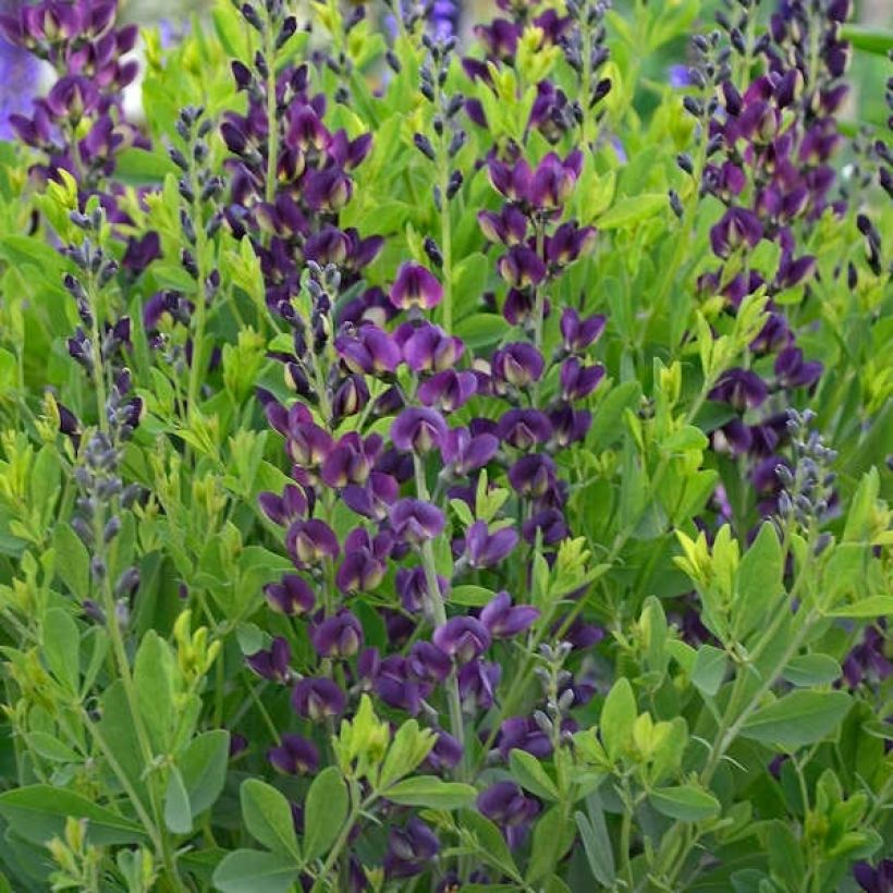 Baptisia Grape Taffy (Follaje)