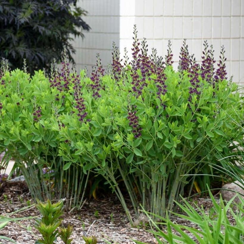 Baptisia Grape Taffy (Porte)