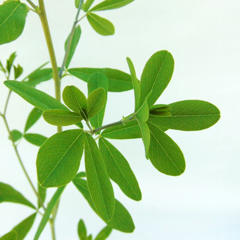 Baptisia Indigo Spires (Follaje)