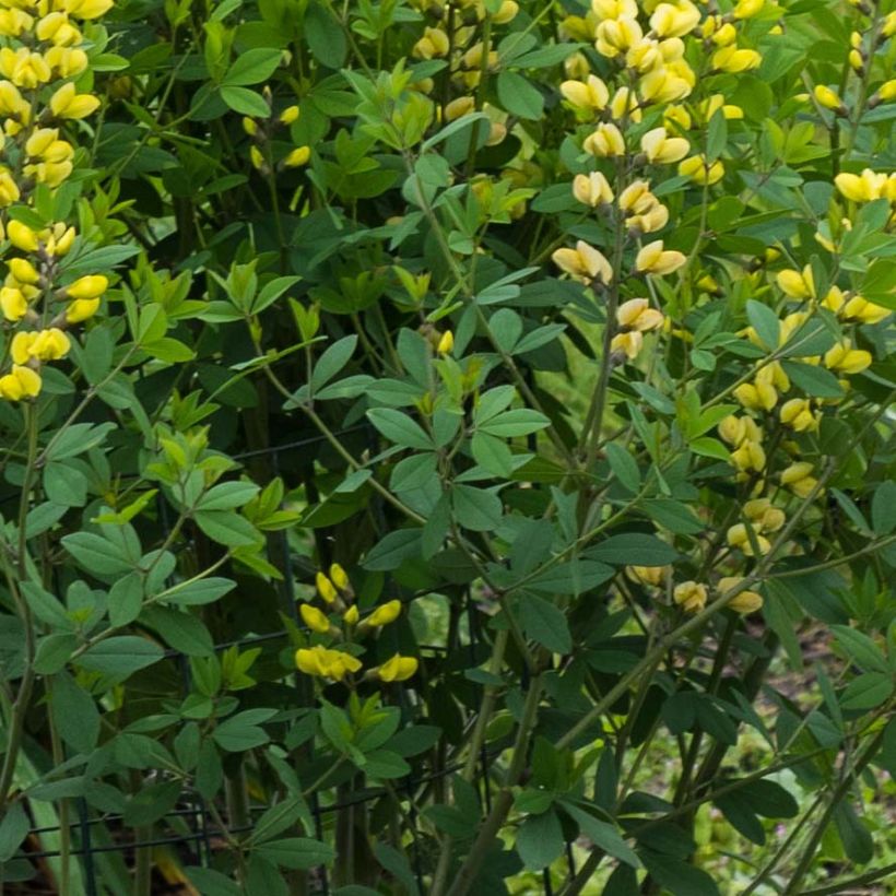 Baptisia Decadence Lemon Meringue (Follaje)