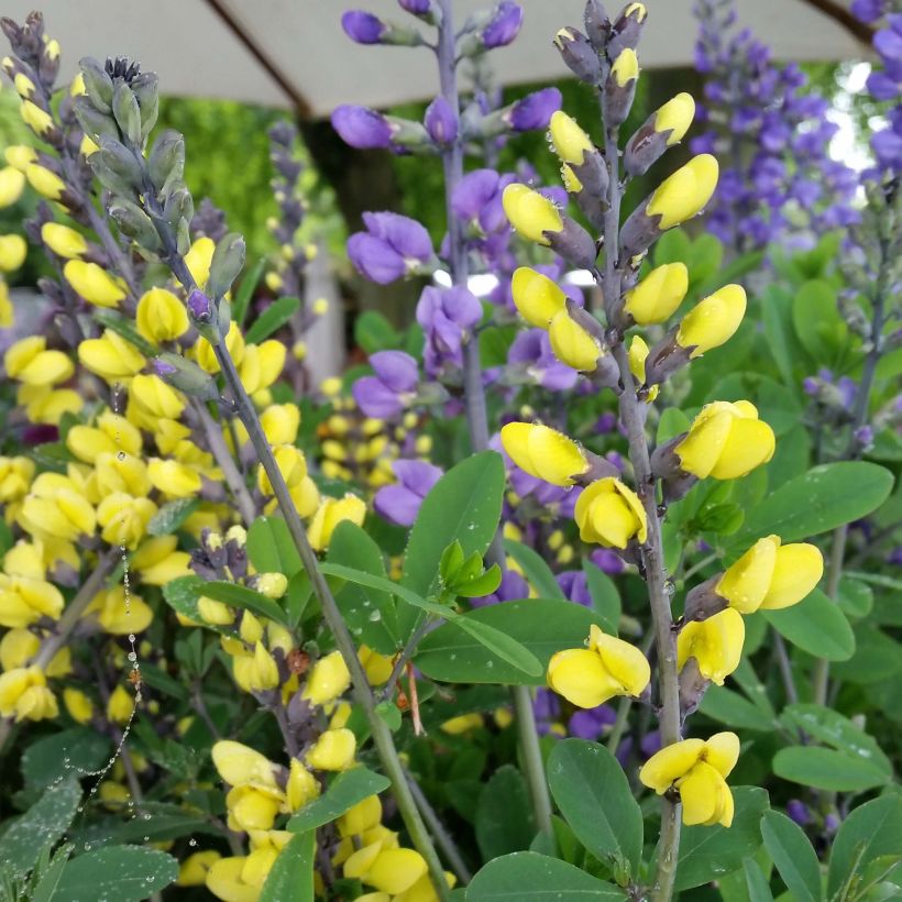 Baptisia Decadence Lemon Meringue (Floración)