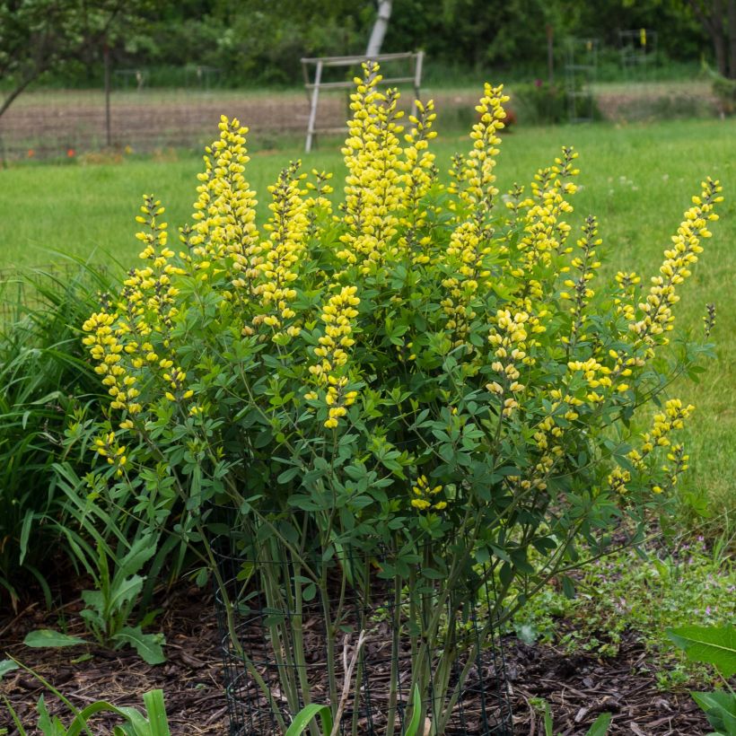 Baptisia Decadence Lemon Meringue (Porte)