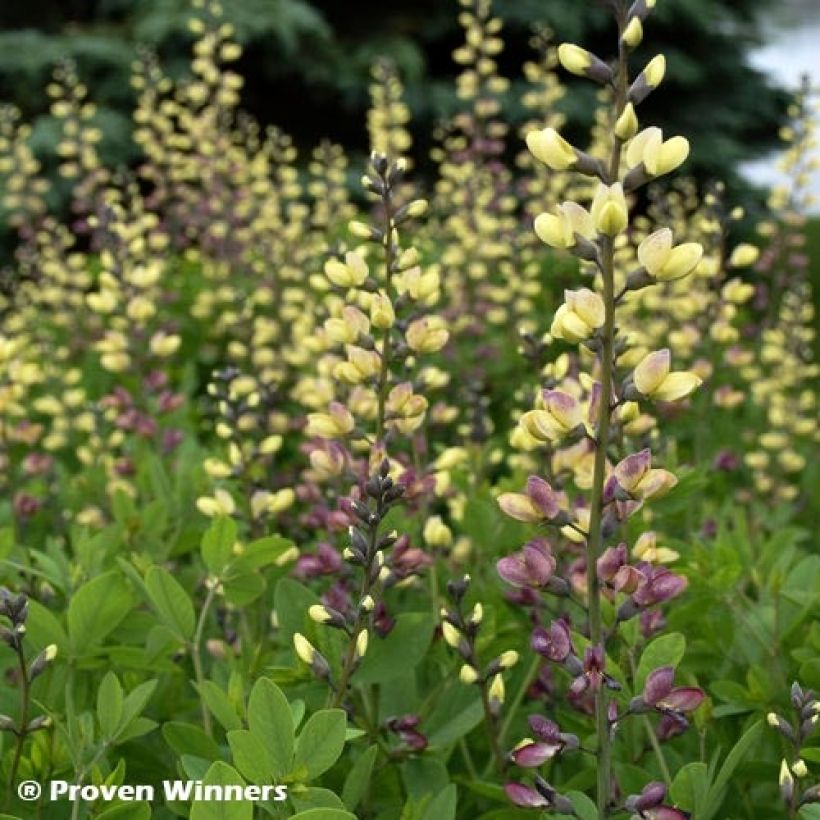 Baptisia Decadence Deluxe Pink Lemonade (Follaje)