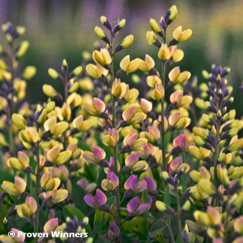 Baptisia Decadence Deluxe Pink Lemonade (Floración)