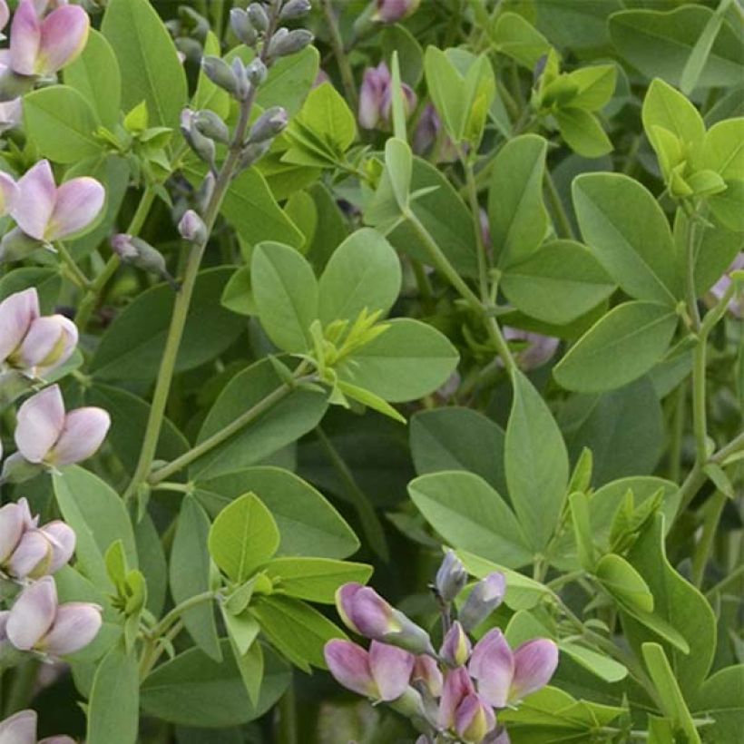 Baptisia Decadence Pink Truffles (Follaje)