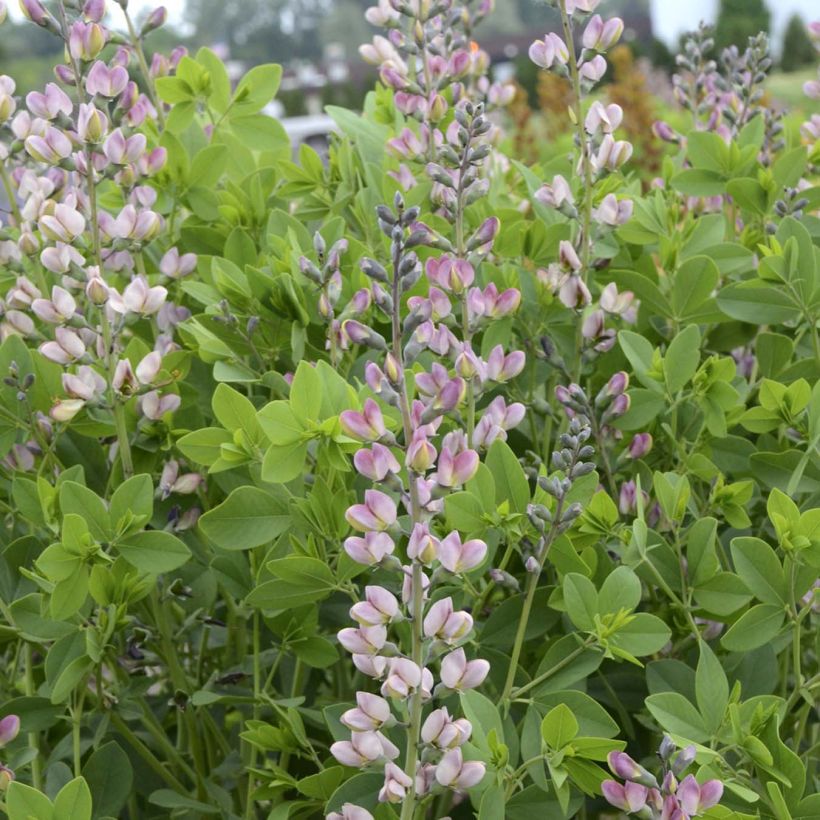 Baptisia Decadence Pink Truffles (Floración)