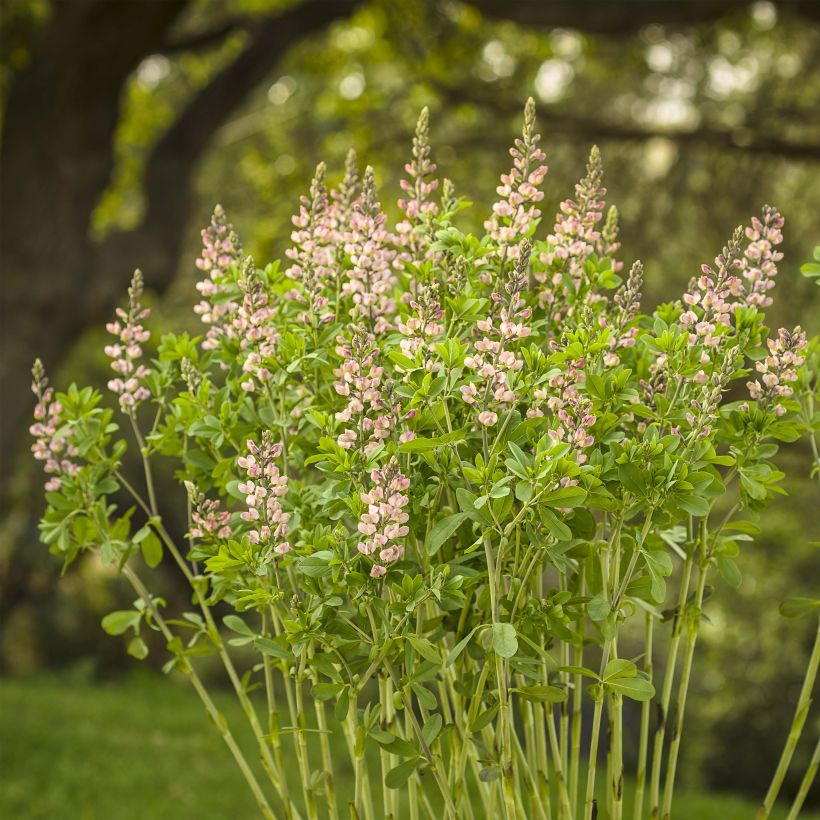 Baptisia Decadence Pink Truffles (Porte)