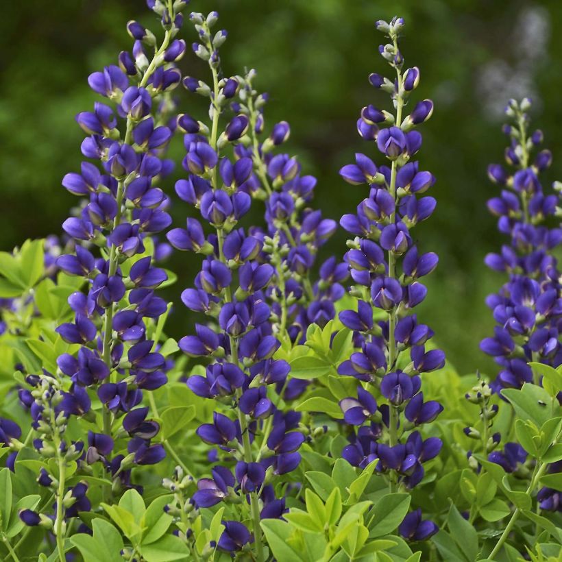 Baptisia Decadence Sparkling Sapphires (Floración)