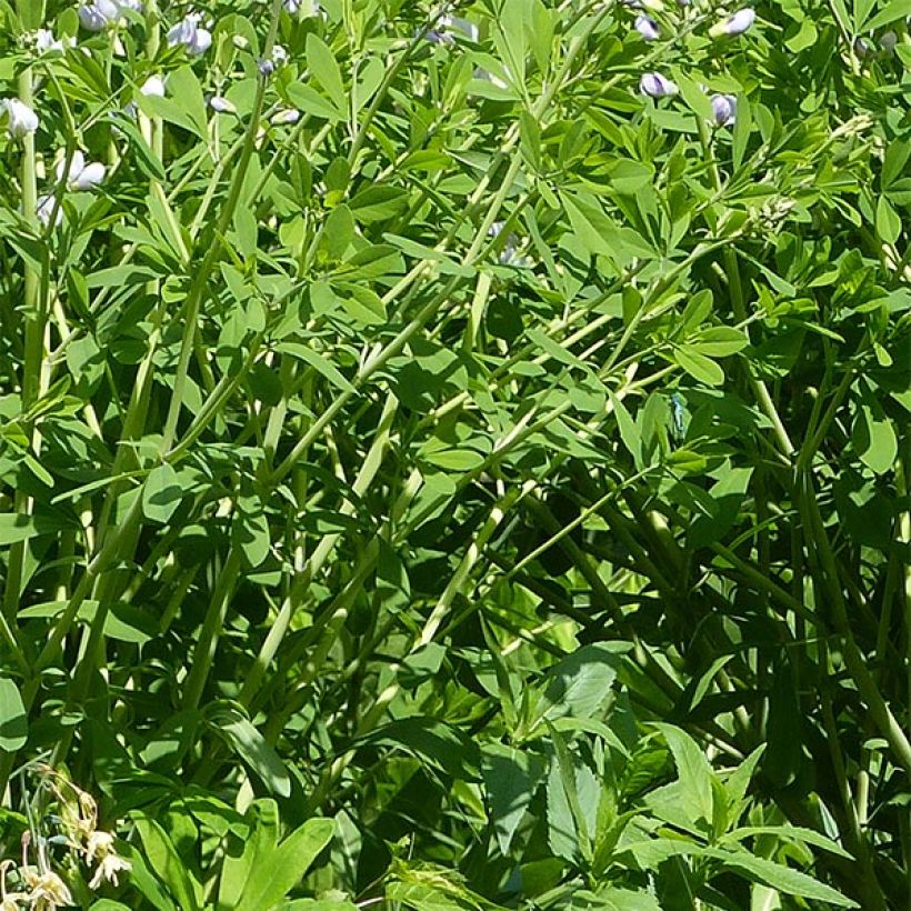 Baptisia Starlite Prairieblues (Follaje)