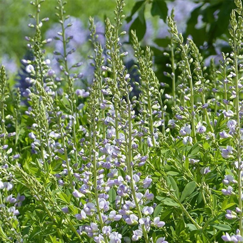 Baptisia Starlite Prairieblues (Floración)