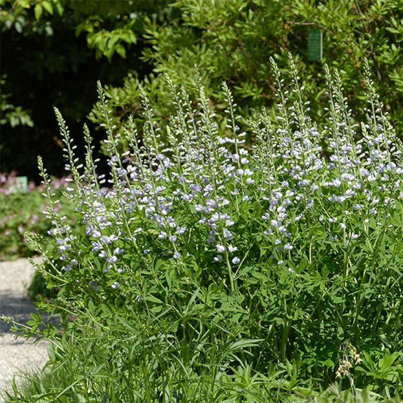 Baptisia Starlite Prairieblues (Porte)