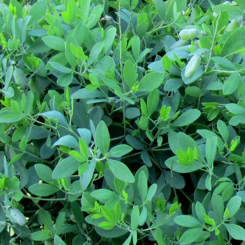 Baptisia alba var macrophylla - Falso índigo blanco (Follaje)