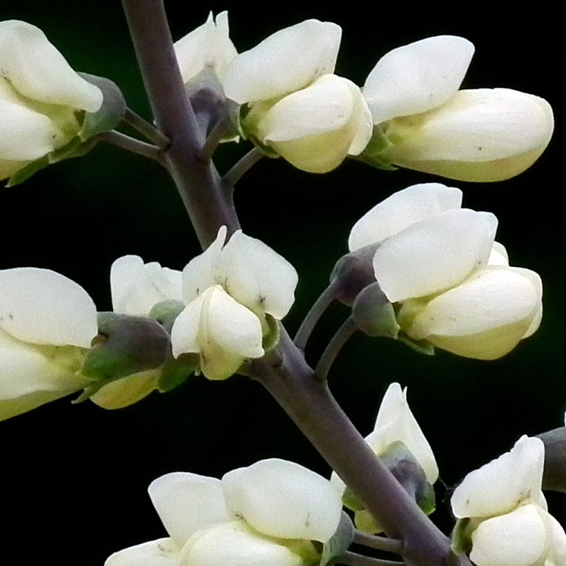 Baptisia alba var macrophylla - Falso índigo blanco (Floración)